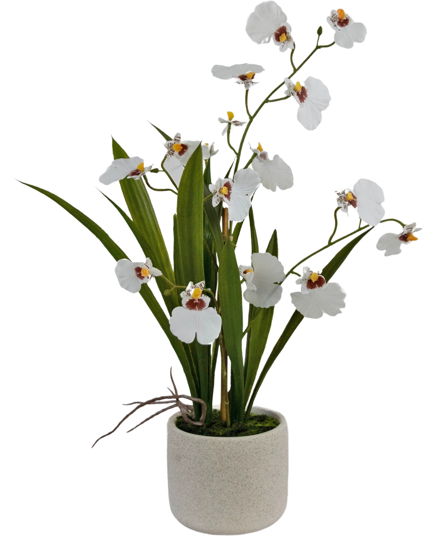 Artificial Oncidium Real Touch 48 cm hvid har naturtro hvide orkideer med grønne blade, smukt arrangeret i en enkel, rund, lys keramisk potte.