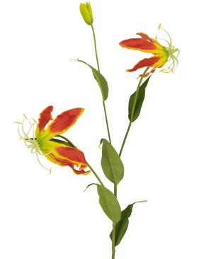 Den kunstige blomst Gloriosa 81 cm rød/gul har to åbne røde og gule gloriosa liljeblomster, en lukket knop og en række lange grønne blade, alt sammen mod en almindelig hvid baggrund.