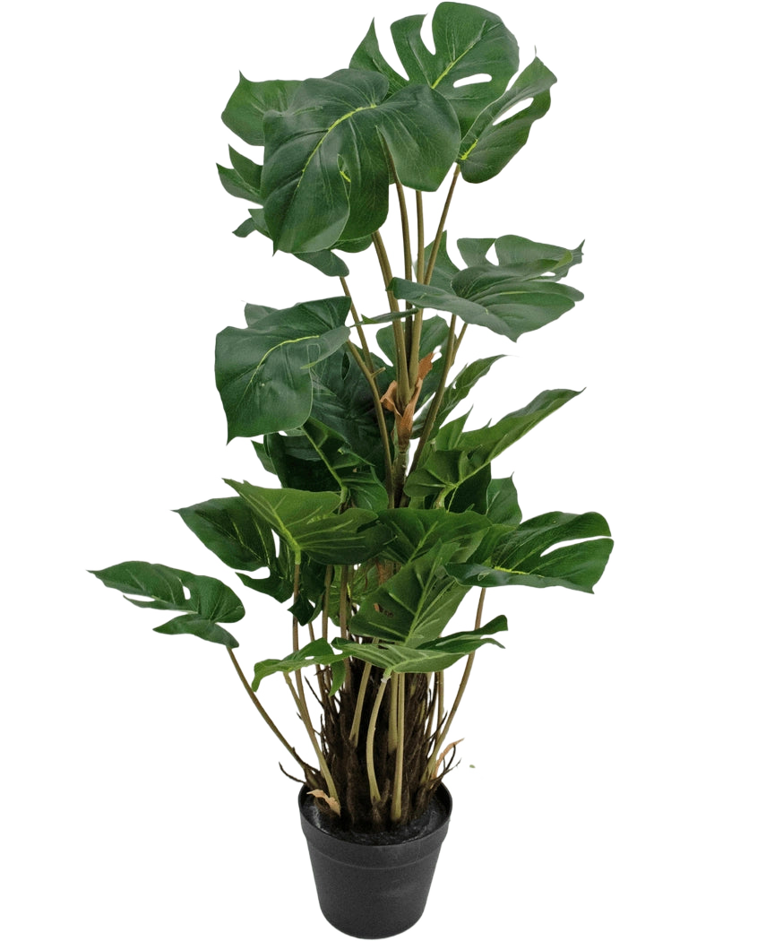Den kunstige plante Monstera 90 cm er en kunstig plante med store, blanke grønne blade med naturlige spalter, opretstående i en sort potte mod en almindelig hvid baggrund.