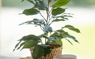 Forny dit hjem med kunstige planter fra ambiplants