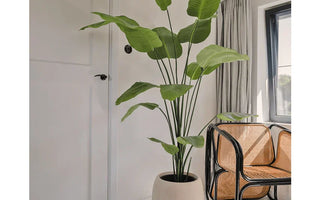 Ud med juletræet – ind med grønne planter og træer hele året rundt