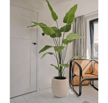 Ud med juletræet – ind med grønne planter og træer hele året rundt