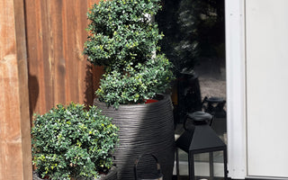 Kunstige Buksbom Udendørs fra Ambiplants.no – UV-Behandlet for at Holde