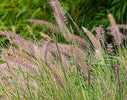 siergras-kunstgrassen