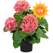 Kunstige blomster UV