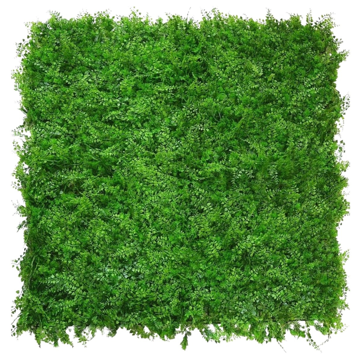 Kunstig hæk Fern