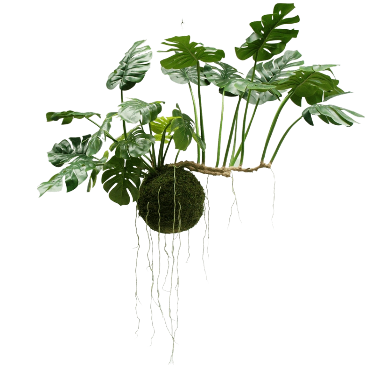 Store hængende planter