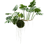 Store hængende planter