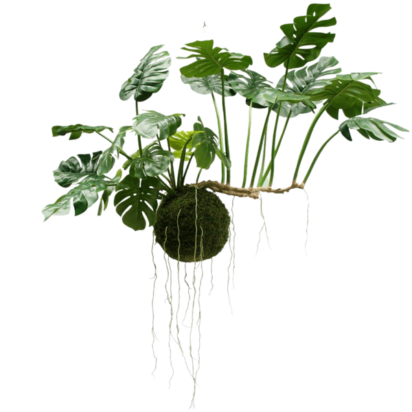 Store hængende planter
