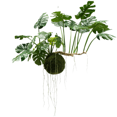 Store hængende planter