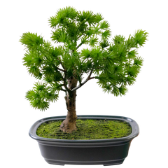 Kunstig Bonsai