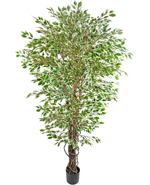 Kunstig plante Hawaiian Ficus Liana  Grøn/hvid 180cm