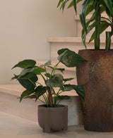 En potteplante med store, hjerteformede blade hviler på et lyst trægulv nær trappen. Ved siden af ​​står den kunstige plante Alocasia Cucullata UV 53 cm i en krukke med brun struktur.