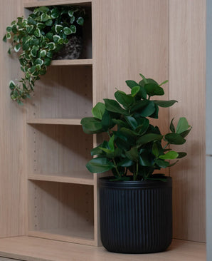 Kunstig plante Clusia 45 cm