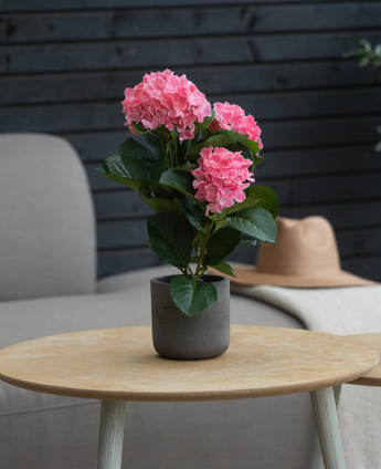 Artificial Hydrangea Pink UV 35 cm-planten står på et rundt træbord, med en grå lænestol, beige hat og mørk trævæg i baggrunden.