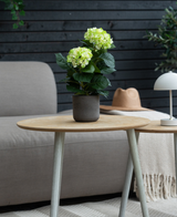 Den Artificial Hydrangea Green UV 35 cm plante står på et træbord foran en grå sofa, ledsaget af en beige hat og hvid lampe, med en mørk trævæg i baggrunden.