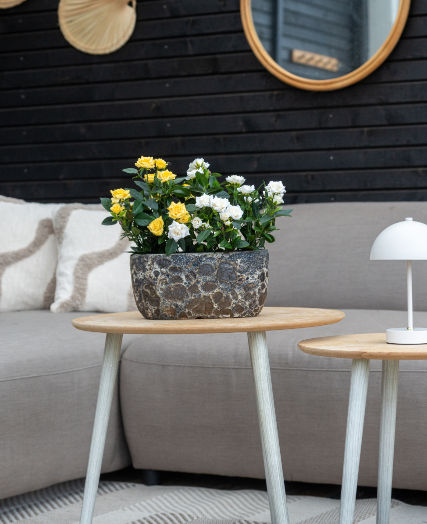 Een grijze bank met beige kussens staat achter een houten bijzettafel met de Kunstplant Mini Rose UV 35 cm geel; een kleine witte lamp staat op een kleinere tafel, met wandspiegels en decor op de achtergrond.