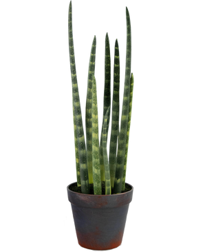 Kunstig Sansevieria Cylindrica 43 cm