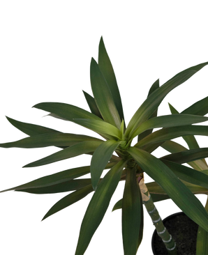 Kunstig plante Yucca gigantea 53 cm