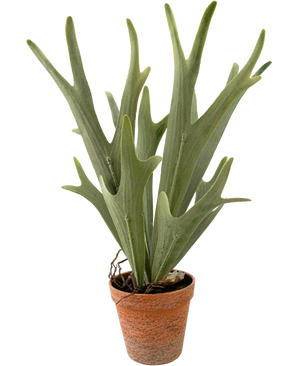 Kunstig plante Fern Staghorn 43 cm