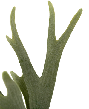 Kunstig plante Fern Staghorn 43 cm