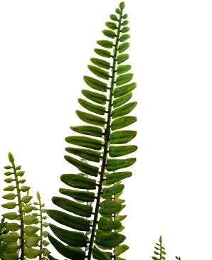 Kunstig plante Boston Fern 86 cm