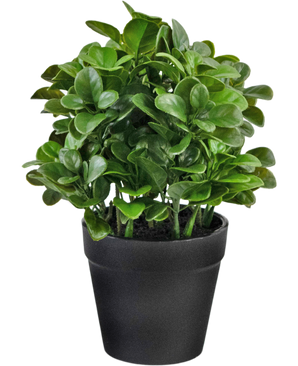 Kunstig plante Peperomia 20 cm