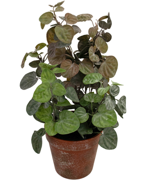 Kunstig plante Peperomia 35 cm