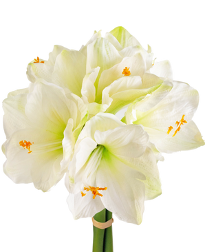 Kunstig blomst Amaryllis hvid 36 cm