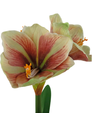 Kunstig blomst Amaryllis Rød/Gul 48 cm