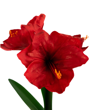 Kunstig blomst Amaryllis rød 48 cm