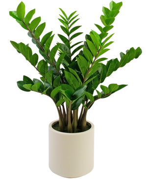 Kunstig plante Zamioculcas færdiglavet i beige potte 80 cm