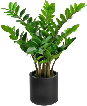 Kunstig plante Zamioculcas færdiglavet i sort potte 80 cm