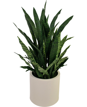 Kunstig Sansevieria Zylanica 43 cm færdiglavet i beige potte