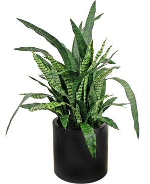 Kunstig Sansevieria Zylanica 43 cm færdiglavet i sort potte