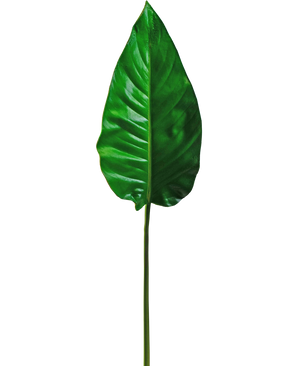 Kunstig ark Alocasia 76cm