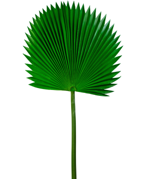 Kunstig blad Washingtonia 105cm