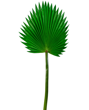 Kunstigt ark Washingtonia 83cm