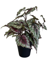 De Kunstplant Begonia in pot 25cm heeft grote, gekartelde bladeren in groene, witte en dieprode tinten, prachtig tegen een effen witte achtergrond.