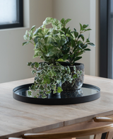 På et lyst træbord ved vinduet står en sort bakke med tre Artificial Ivy Deluxe grøn-hvide i potter på 22 cm UV; to træstole er delvist synlige.