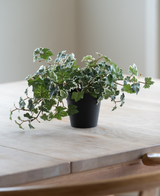 Artificial Ivy Deluxe grøn-hvid i en 22 cm potte (UV), med frodige grønne og hvide blade, står på et lyst træbord, mens blødt naturligt lys skinner ind fra venstre.