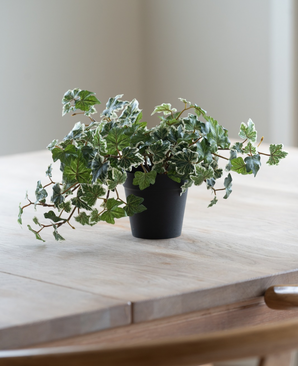 Artificial Ivy Deluxe grøn-hvid i en 22 cm potte (UV), med frodige grønne og hvide blade, står på et lyst træbord, mens blødt naturligt lys skinner ind fra venstre.