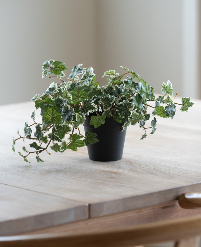 Artificial Ivy Deluxe grøn-hvid i en 22 cm potte (UV), med frodige grønne og hvide blade, står på et lyst træbord, mens blødt naturligt lys skinner ind fra venstre.