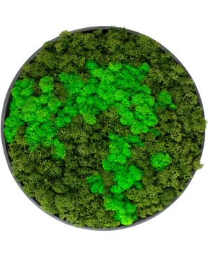 Moss væg på sort ramme Ø44,5 cm