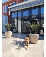 Een bruinzwart gestreepte kat loopt op een zonnige patio met twee Kunstplant Agava Pandora UV 85 cm potplanten, voor glazen deuren die huizen en lucht weerspiegelen.