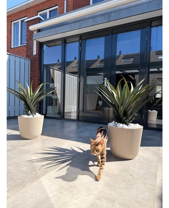 Een bruinzwart gestreepte kat loopt op een zonnige patio met twee Kunstplant Agava Pandora UV 85 cm potplanten, voor glazen deuren die huizen en lucht weerspiegelen.