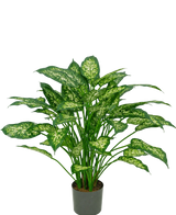 En 75 cm kunstig Dieffenbachia-plante med frodige grønne blade, dekoreret med lysegul-grønne markeringer, afbildet mod en almindelig hvid baggrund.