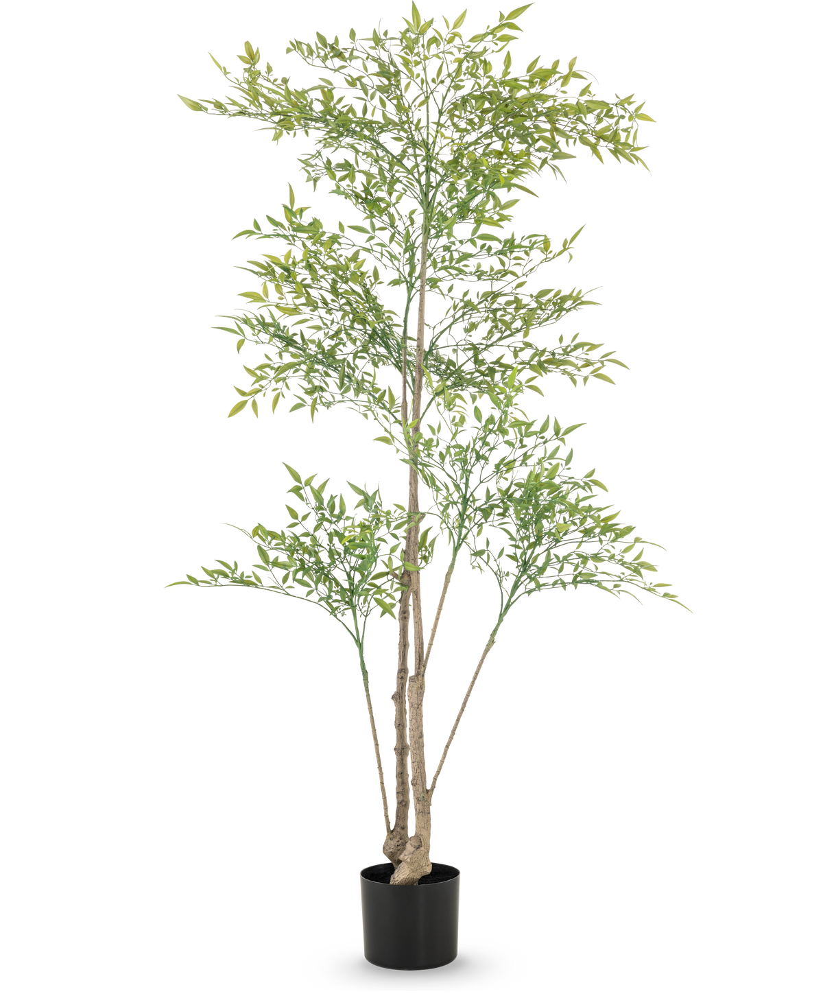 Artificial Ruscus 150 cm har lange, tynde grene og lysegrønne blade i en sort potte mod hvid baggrund - ideel som dekorativt interiør til ethvert rum.