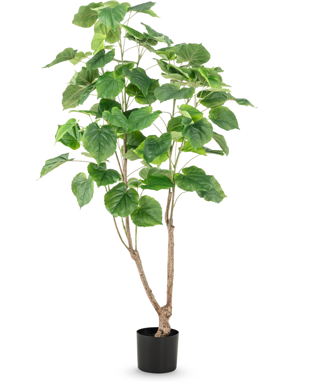 Den kunstige planteficus 150 cm har flere slanke brune stængler og store, brede grønne blade, præsenteret i en høj potte mod en almindelig hvid baggrund.