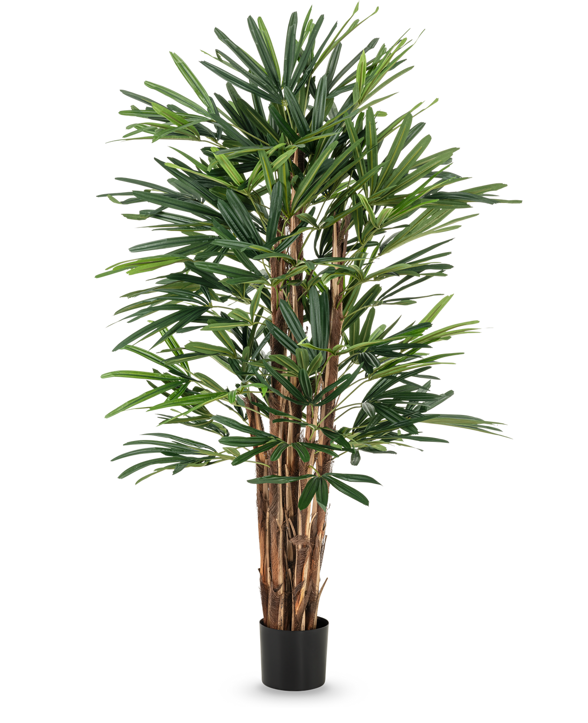 Lady Artificial Palm 150 cm har flere brune stængler og tætte, slanke grønne blade i en simpel sort potte. Denne høje potteplante er ideel til kunstige træentusiaster og giver frodigt grønt mod enhver baggrund.